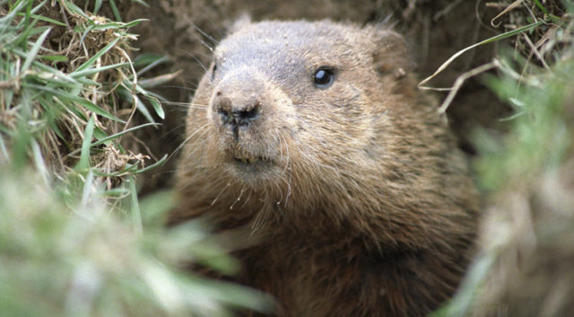 groundhog day history facts