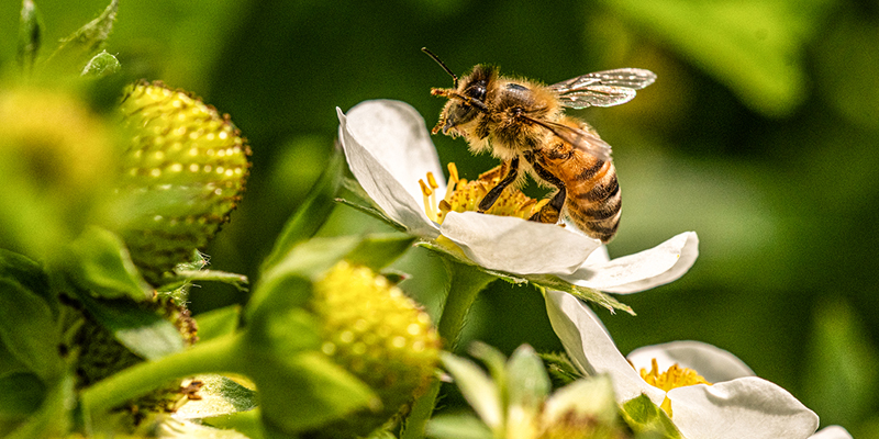 Bee pollinating a flower